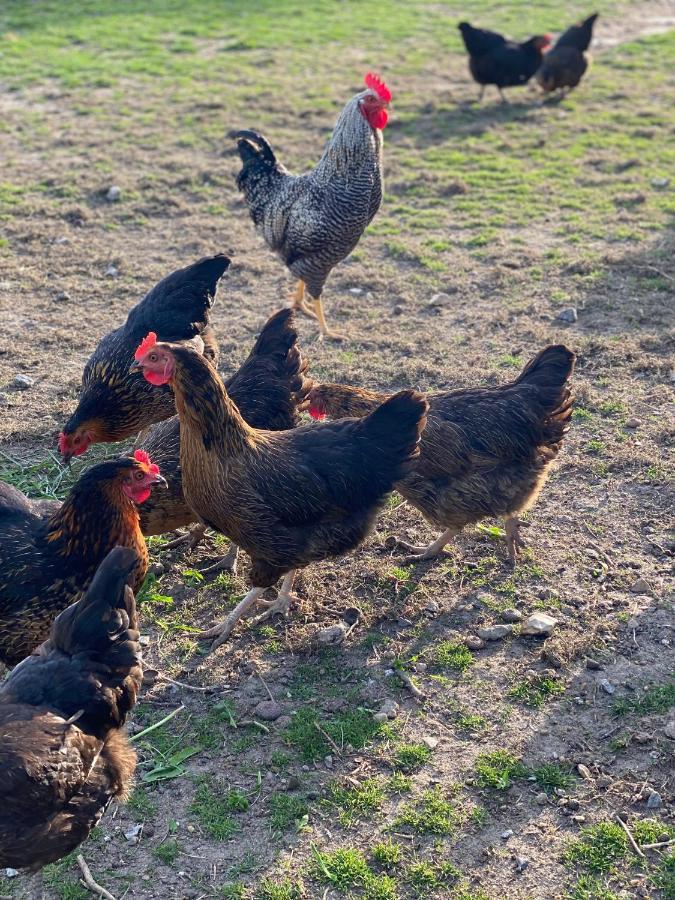 Ferienhaus Spreewald Luckau Eksteriør bilde